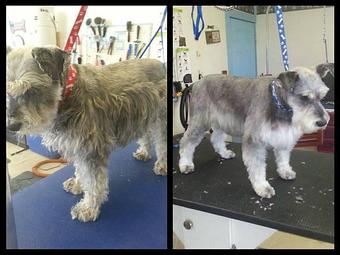 Product - Paws Here Pet Styling in Plains, MT Pet Boarding & Grooming