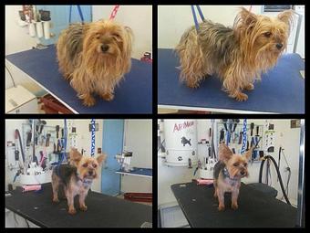 Product - Paws Here Pet Styling in Plains, MT Pet Boarding & Grooming