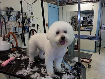 Product - Paws Here Pet Styling in Plains, MT Pet Boarding & Grooming