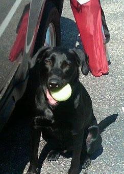 Product - Paws On Patrol in Trenton, NJ Guard & Patrol Services