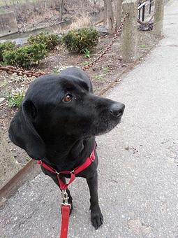 Product - Paws On Patrol in Trenton, NJ Guard & Patrol Services