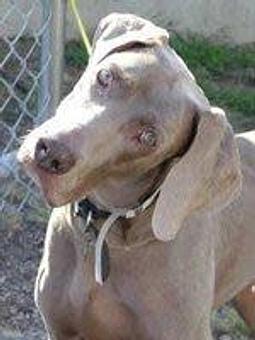 Product: You said "What?" - Paws on the Avenue in Downtown Lake Worth - Lake Worth, FL Pet Boarding & Grooming