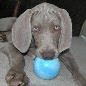 Product: Its my ball! - Paws on the Avenue in Downtown Lake Worth - Lake Worth, FL Pet Boarding & Grooming