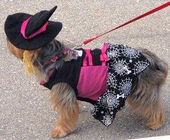 Product: Halloween On the Avenues - Paws on the Avenue in Downtown Lake Worth - Lake Worth, FL Pet Boarding & Grooming