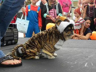 Product: Halloween on the Avenues - Paws on the Avenue in Downtown Lake Worth - Lake Worth, FL Pet Boarding & Grooming