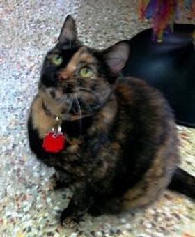 Product: Snickers welcomes you to Paws on the Avenue - Paws on the Avenue in Downtown Lake Worth - Lake Worth, FL Pet Boarding & Grooming