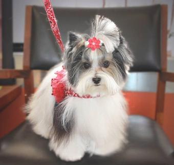 Product: Elle Corey looking Ab Fab - Paws Pet Grooming Salon in Tampa, FL Pet Boarding & Grooming