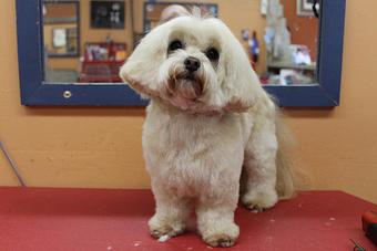 Product: Jamie Hodge, Perfection - Paws Pet Grooming Salon in Tampa, FL Pet Boarding & Grooming