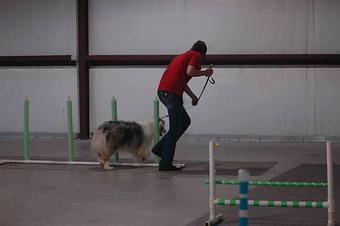Product - Paws Up in Downtown - Forney, TX Pet Boarding & Grooming