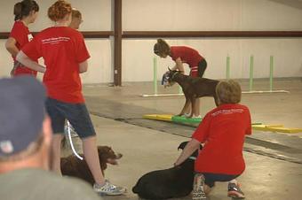 Product - Paws Up in Downtown - Forney, TX Pet Boarding & Grooming