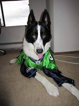 Product - Pawsabilities in Fife, WA Pet Care Services