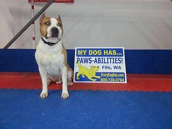 Product - Pawsabilities in Fife, WA Pet Care Services