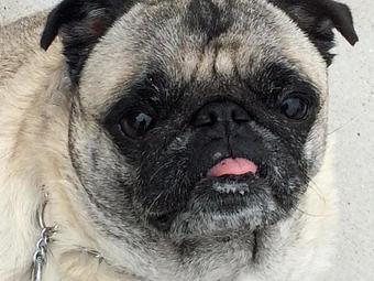 Product - Pawsies of Princeton Pet Sitters in Princeton, NJ Pet Care Services