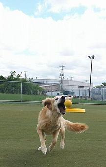 Product - Pawsitively Heaven Pet Resort, in Chicago Ridge, IL Pet Boarding & Grooming