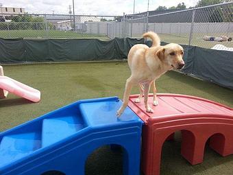 Product - Pawsitively Heaven Pet Resort, in Chicago Ridge, IL Pet Boarding & Grooming