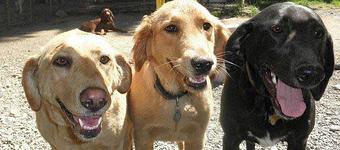 Product - Peninsula Pet Lodge in Olalla, WA Pet Boarding & Grooming