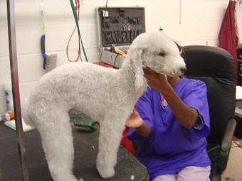 Product - Perky Poodle Groom & Board in Dallas - Dallas, TX Pet Boarding & Grooming