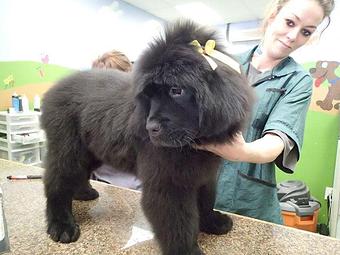 Product - Pet Empawrium & Spaw in Arvada, CO Pet Shop Supplies