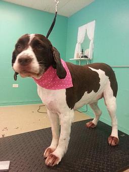 Product - Pet Envy Spa in Manhattan, IL Day Spas