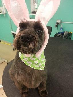 Product - Pet Envy Spa in Manhattan, IL Day Spas