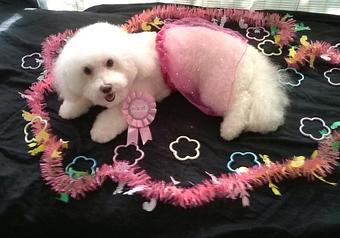 Product - Pet Groomalicious in Hobe Sound, FL Pet Shop Supplies