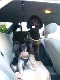 Product - Pet Groomalicious in Hobe Sound, FL Pet Shop Supplies