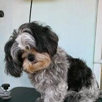 Product - Pet Groomalicious in Hobe Sound, FL Pet Shop Supplies