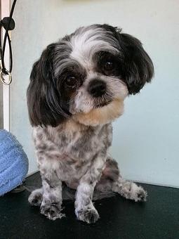 Product - Pet Groomalicious in Hobe Sound, FL Pet Shop Supplies
