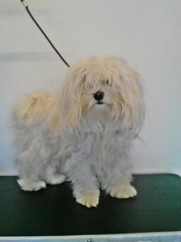Product - Pet Groomalicious in Hobe Sound, FL Pet Shop Supplies