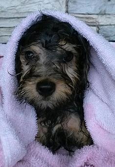 Product - Pet Groomalicious in Hobe Sound, FL Pet Shop Supplies