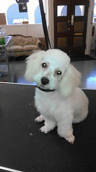 Product - Pet Grooming by Jeannie Hawkins in Marysville, CA Pet Boarding & Grooming