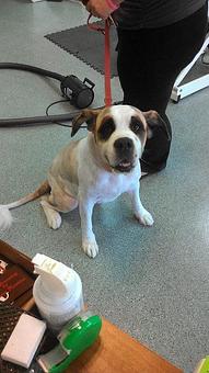 Product - Pet Grooming by Jeannie Hawkins in Marysville, CA Pet Boarding & Grooming