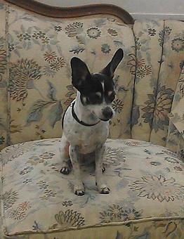 Product - Pet Grooming by Jeannie Hawkins in Marysville, CA Pet Boarding & Grooming