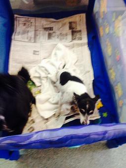 Product - Pet Grooming by Jeannie Hawkins in Marysville, CA Pet Boarding & Grooming