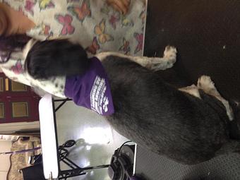 Product - Pet Grooming by Jeannie Hawkins in Marysville, CA Pet Boarding & Grooming