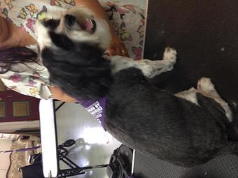 Product - Pet Grooming by Jeannie Hawkins in Marysville, CA Pet Boarding & Grooming