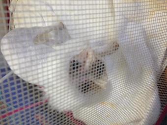 Product - Pet Grooming by Jeannie Hawkins in Marysville, CA Pet Boarding & Grooming