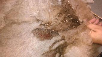 Product - Pet Grooming by Jeannie Hawkins in Marysville, CA Pet Boarding & Grooming