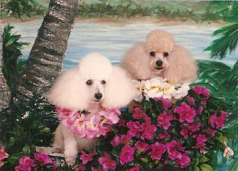 Product - Pet Haven Salon in Kapolei, HI Pet Boarding & Grooming