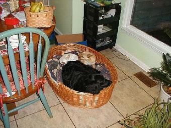 Product - Pet Net in Charlotte, NC Pet Shop Supplies