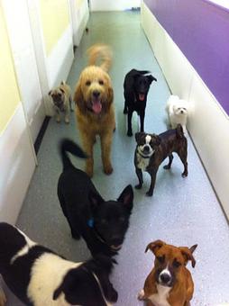 Product - Pet Projects in Glendive, MT Pet Shop Supplies