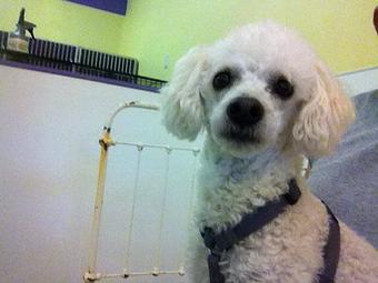 Product - Pet Projects in Glendive, MT Pet Shop Supplies