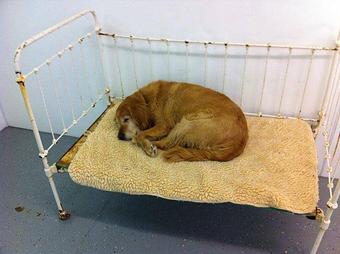 Product - Pet Projects in Glendive, MT Pet Shop Supplies