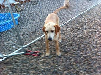 Product - Pet Projects in Glendive, MT Pet Shop Supplies