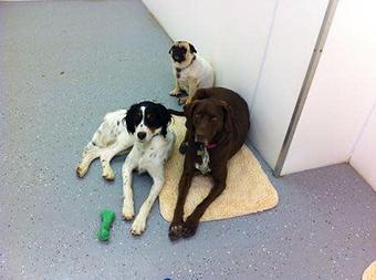 Product - Pet Projects in Glendive, MT Pet Shop Supplies