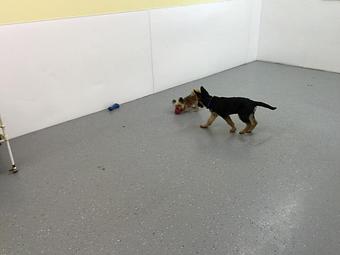 Product - Pet Projects in Glendive, MT Pet Shop Supplies