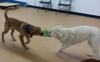 Product - Pet Retreat in Wisconsin Dells, WI Pet Boarding & Grooming