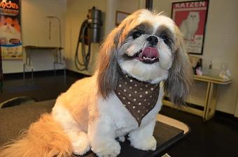 Product - Pet Spa & Grooming in Colchester, VT Pet Boarding & Grooming