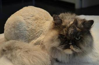 Product - Pet Spa & Grooming in Colchester, VT Pet Boarding & Grooming