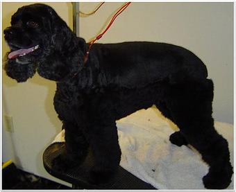 Product - Pet Spa & Grooming in Colchester, VT Pet Boarding & Grooming